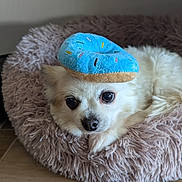 Thaï participe au concours pour gagner de l'argent avec cette photo : animal, bed, canine, comfort, cute, dog, domestic_animal, donut_toy, floor, fluffy, fur, indoor, looking_at_camera, pet, plush_bed, relaxed, resting, small_dog, toy, white_dog