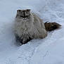 animal, cat, cold, cute, feline, fluffy, fur, grey, mammal, nature, outdoor, pet, portrait, serious, snow, tail, walking_path, whiskers, white, winter