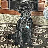 Tux joined the competition — help win amazing prizes! dog, black_dog, sitting, indoor, rug, patterned_rug, fireplace, wooden_mantle, collar, dog_tag, small_breed, shaggy_fur, beard, looking_at_camera, portrait, pet, living_room, cozy, attentive, home_interior
