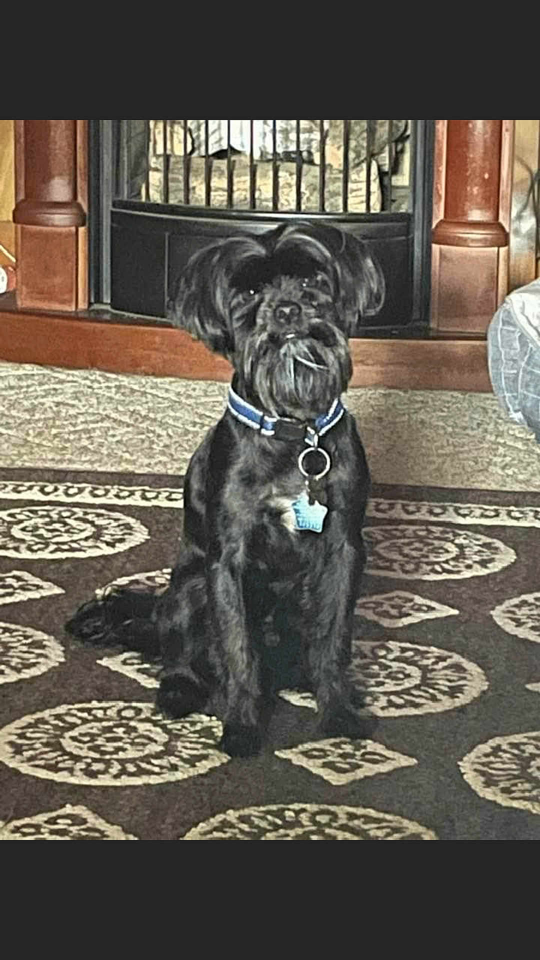 Tux joined the competition — help win amazing prizes! dog, black_dog, sitting, indoor, rug, patterned_rug, fireplace, wooden_mantle, collar, dog_tag, small_breed, shaggy_fur, beard, looking_at_camera, portrait, pet, living_room, cozy, attentive, home_interior