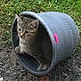 cat, kitten, tabby_cat, bucket, outdoor, grass, dirt, paws, ears, face, container, curiosity, sticker, gray_bucket, pet, ground, backyard, small_animal, portrait, playful