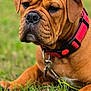 Aston a rejoint le concours — aidez-le/la à gagner de superbes lots ! dog, brown_dog, collar, grass, outdoor, pet, animal, closeup, wrinkles, muzzle, ears, leash, nature, canine, resting, paw, fence_clip, focus, expression, background_blur