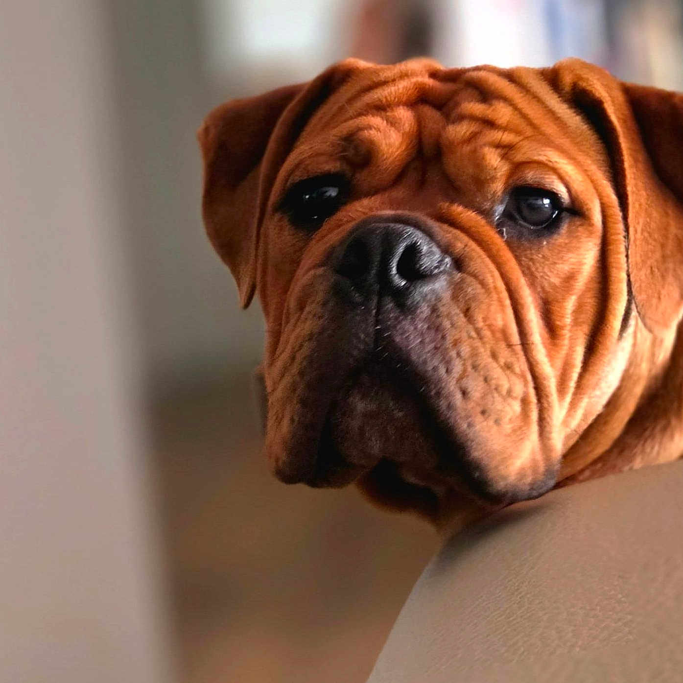 Aston a rejoint le concours — aidez-le/la à gagner de superbes lots ! animal, background_blur, brown_fur, canine, close_up, couch, dog, domestic_animal, ears, expression, face, fur, indoor, looking, pet, portrait, resting, snout, soft_light, wrinkles