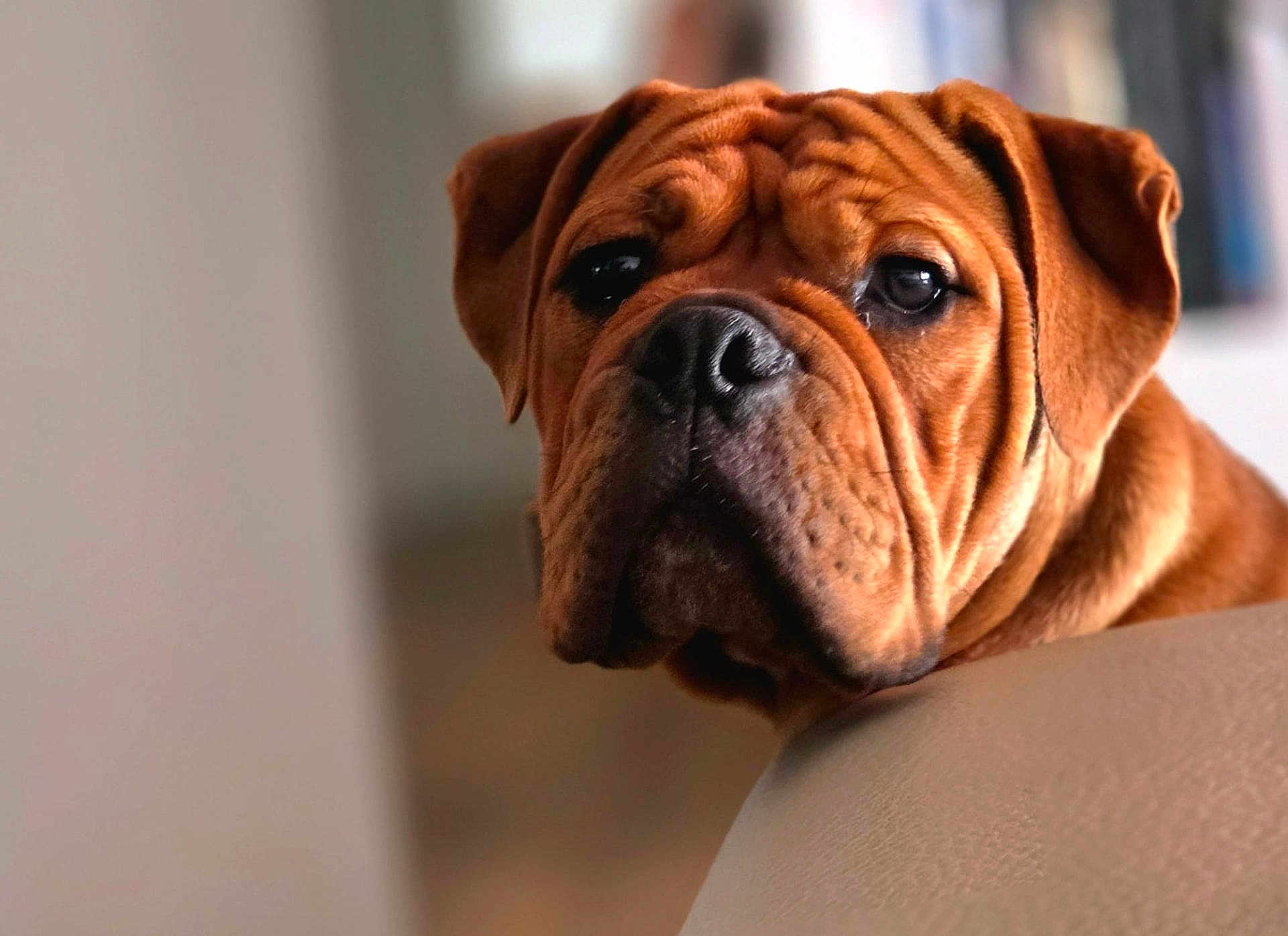 Aston a rejoint le concours — aidez-le/la à gagner de superbes lots ! dog, close_up, wrinkles, brown_fur, pet, indoor, couch, resting, portrait, canine, animal, domestic_animal, face, snout, ears, fur, expression, looking, soft_light, background_blur