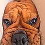 dog, close_up, wrinkles, brown, face, nose, eyes, cushions, indoor, pet, canine, portrait, expression, video_call, human, blurred, communication, technology, screen, animal