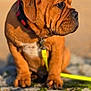 Aston a rejoint le concours — aidez-le/la à gagner de superbes lots ! puppy, dog, animal, pet, collar, leash, rock, moss, outdoor, nature, brown, cute, young, sitting, side_view, fur, ears, nose, portrait, sunlight