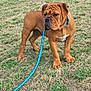 dog, brown_dog, leash, grass, outdoor, pet, animal, canine, field, standing, wrinkled_face, collar, nature, daylight, mammal, domestic_animal, alert, fur, ears, snout