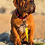 puppy, dog, brown_dog, collar, leash, outdoor, nature, rock, moss, sitting, closeup, portrait, young_dog, pet, animal, cute, sunlight, daylight, fur, canine