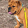 dog, brown_dog, wrinkly_face, collar, leash, outdoor, dirt, tongue_out, pet, canine, animal, mammal, closeup, walking, nature, ears, paw, fur, snout, leash_clip