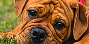 Aston a rejoint le concours — aidez-le/la à gagner de superbes lots ! dog, puppy, brown, grass, outdoor, collar, pet, animal, closeup, face, ears, cute, lying_down, nature, expression, fur, snout, young, adorable, canine