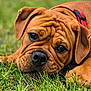 dog, puppy, brown, grass, outdoor, collar, pet, animal, closeup, face, ears, cute, lying_down, nature, expression, fur, snout, young, adorable, canine