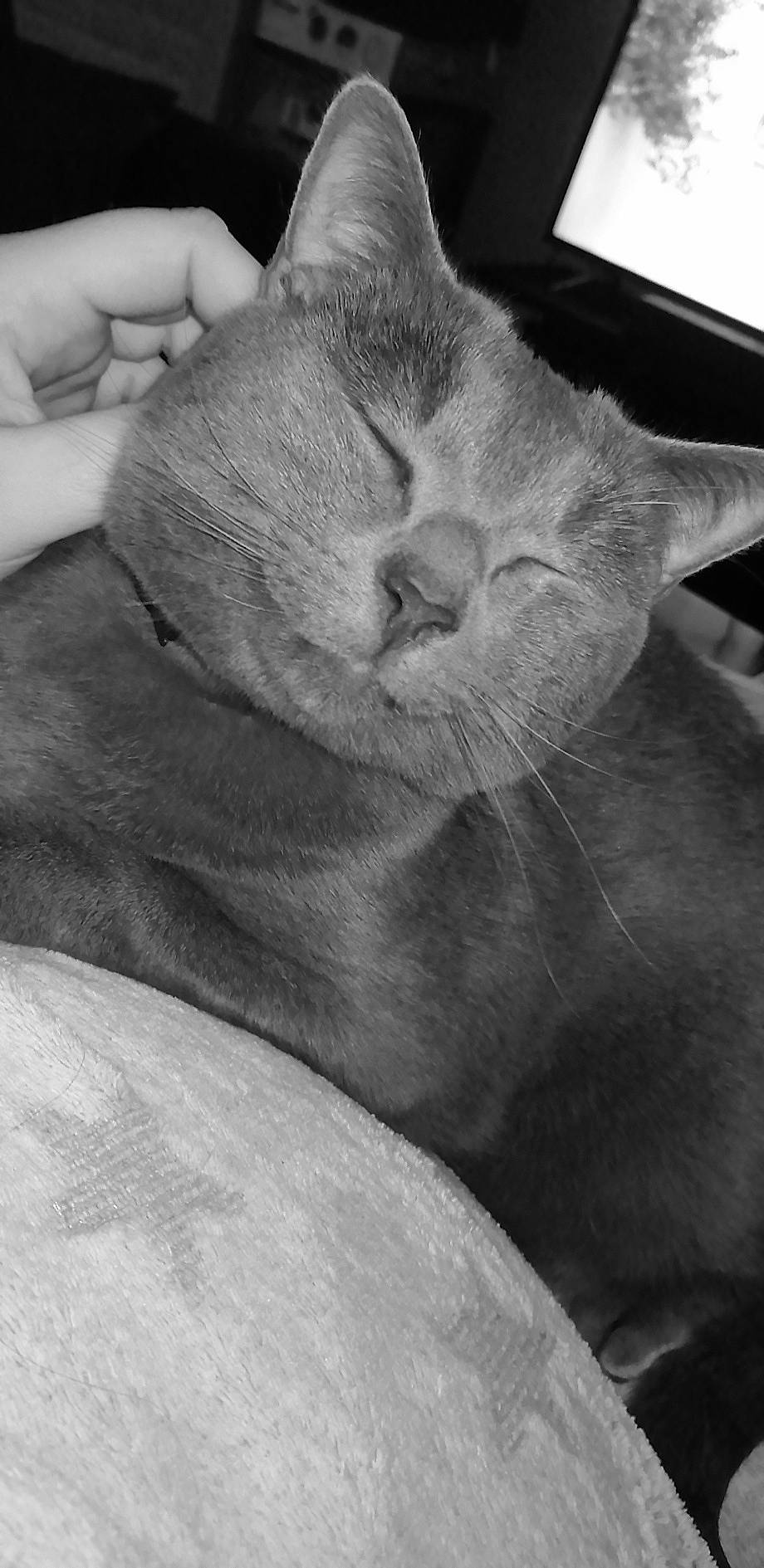 Oggy participe au concours pour gagner de l'argent avec cette photo : black_and_white, british_shorthair, burmese, carnivore, cat, chartreux, ear, felidae, korat, monochrome_photography, peterbald, russian_blue, small_to_medium_sized_cats, whiskers