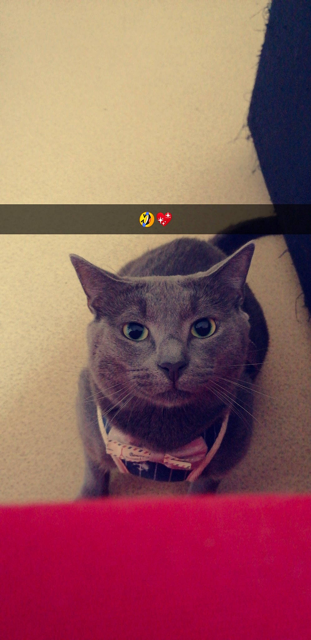 Oggy a rejoint le concours — aidez-le/la à gagner de superbes lots ! asian, british_shorthair, burmese, carnivore, cat, chartreux, domestic_short_haired_cat, felidae, kitten, korat, mammal, russian_blue, small_to_medium_sized_cats, snout, vertebrate, whiskers