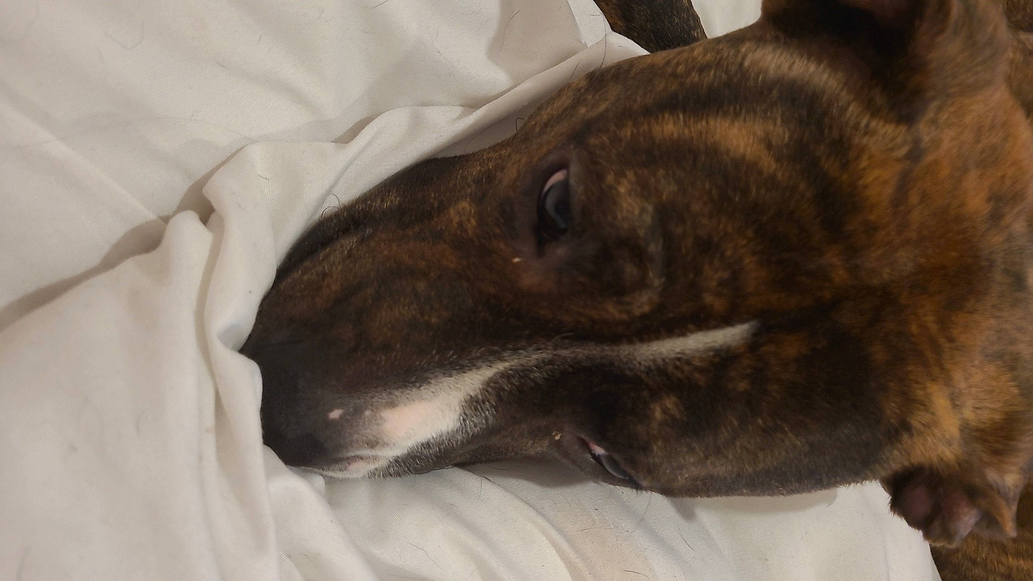 Poppy is registered to the contest to win money with this photo: canidae, carnivore, comfort, companion_dog, dog, dog_breed, fawn, fur, grey, linens, liver, nap, non_sporting_group, sleep, snout, sporting_group, terrestrial_animal, whiskers, working_animal