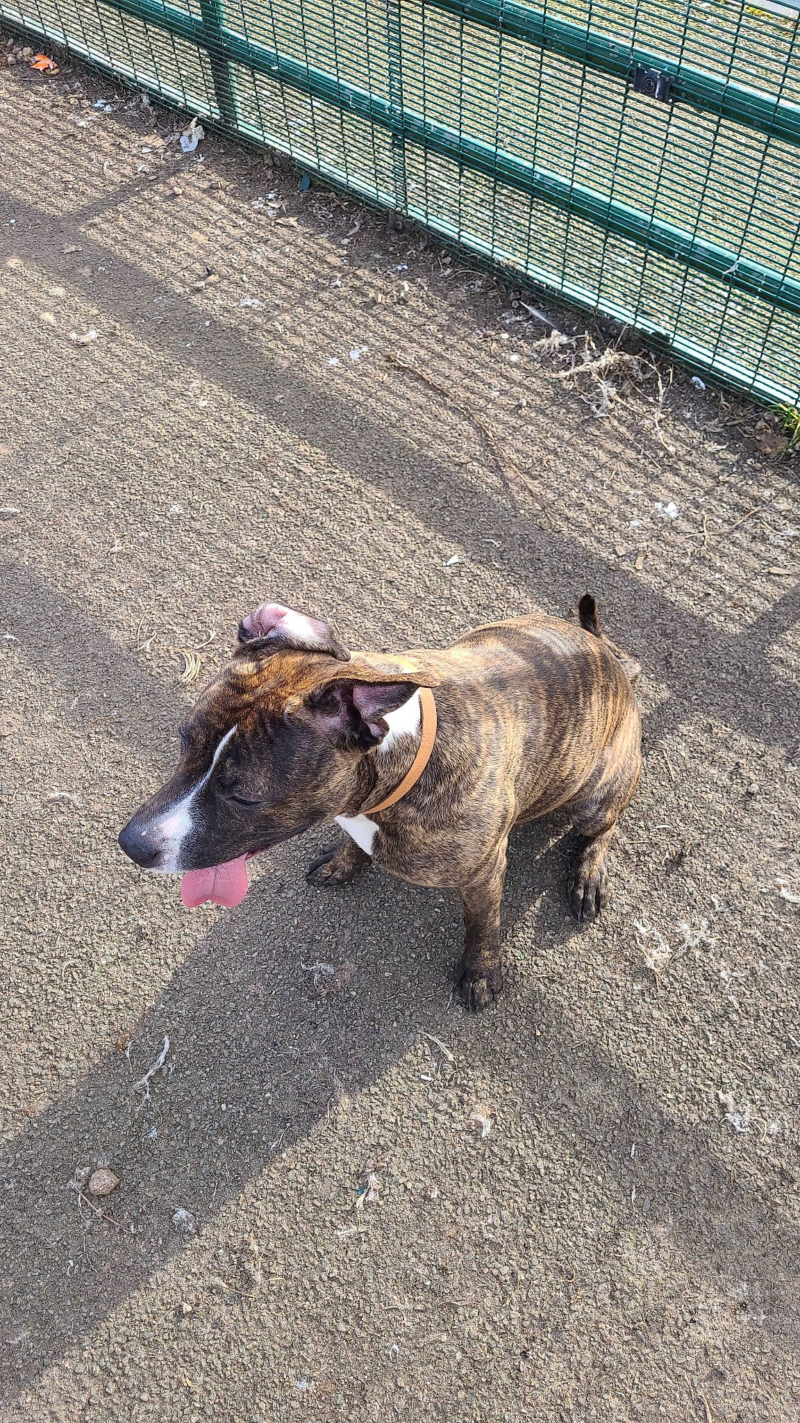 Poppy is registered to the contest to win money with this photo: asphalt, canidae, carnivore, chain_link_fencing, collar, companion_dog, dog, dog_breed, fence, home_fencing, leash, mesh, pet_supply, road, road_surface, snout, sporting_group, wire_fencing, working_animal, working_dog