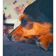 Milo a rejoint le concours — aidez-le/la à gagner de superbes lots ! dog, close_up, resting, profile, paw, fur, indoor, blurred_background, colorful, soft_surface, nostalgic, vintage_style, polaroid_frame, text_overlay, animal, pet, relaxed, side_view, portrait, cozy