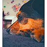 dog, close_up, resting, profile, paw, fur, indoor, blurred_background, colorful, soft_surface, nostalgic, vintage_style, polaroid_frame, text_overlay, animal, pet, relaxed, side_view, portrait, cozy