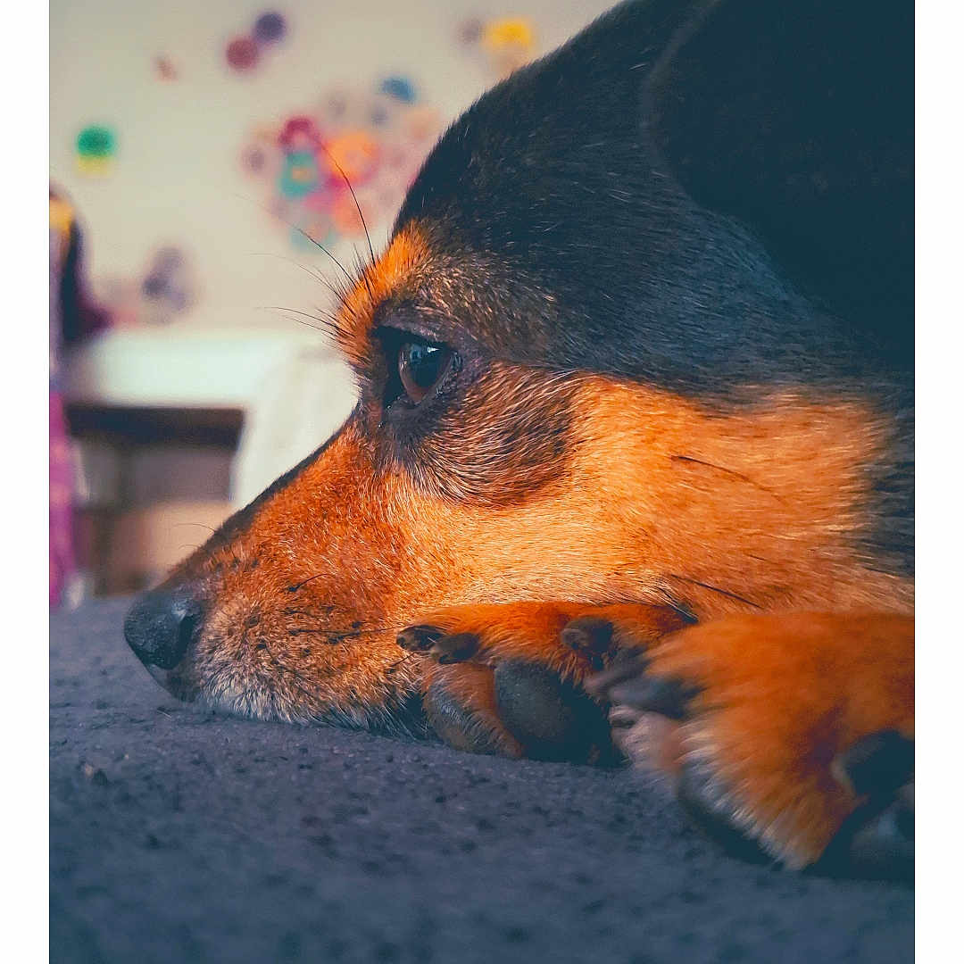 Milo a rejoint le concours — aidez-le/la à gagner de superbes lots ! dog, close_up, resting, profile, paw, fur, indoor, blurred_background, colorful, soft_surface, nostalgic, vintage_style, polaroid_frame, text_overlay, animal, pet, relaxed, side_view, portrait, cozy