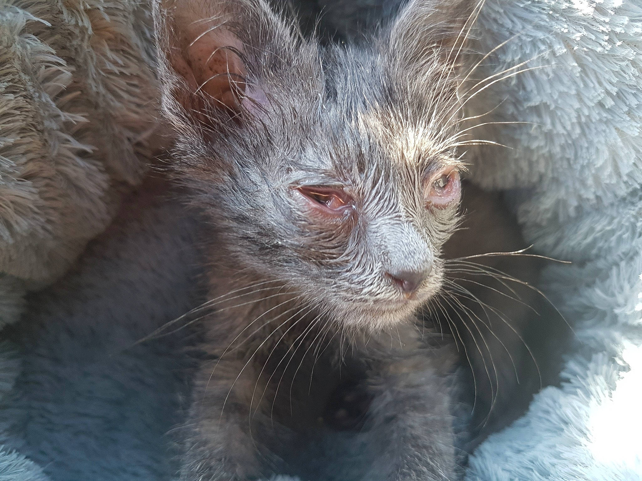 Prada a rejoint le concours — aidez-le/la à gagner de superbes lots ! carnivore, cat, close_up, felidae, fur, german_rex, mammal, marsupial, nebelung, nose, small_to_medium_sized_cats, snout, whiskers