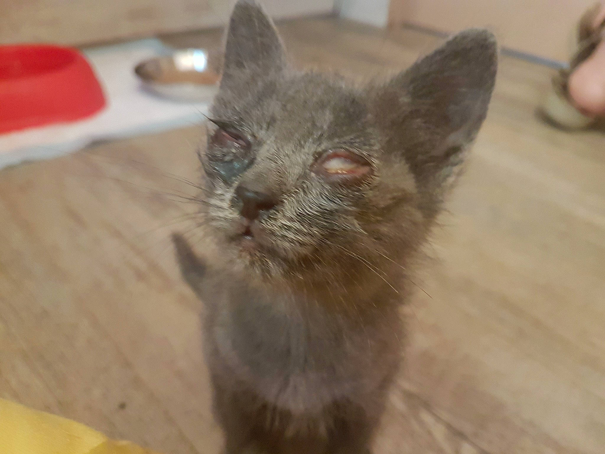 Prada participe au concours pour gagner de l'argent avec cette photo : asian, burmese, carnivore, cat, chartreux, domestic_short_haired_cat, ear, fawn, felidae, german_rex, kitten, korat, mammal, nebelung, oriental_longhair, russian_blue, small_to_medium_sized_cats, snout, vertebrate, whiskers