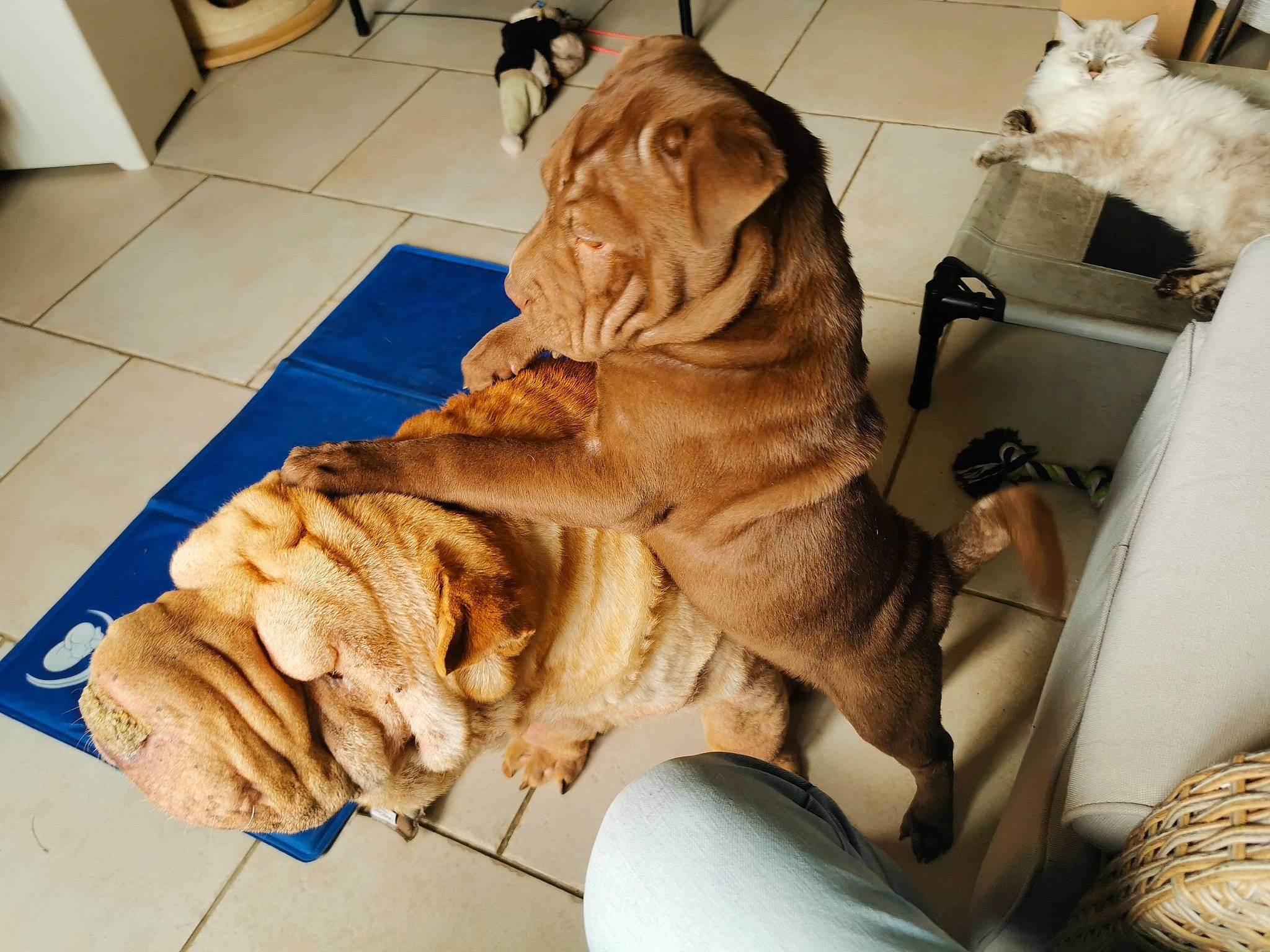 Choco participe au concours pour gagner de l'argent avec cette photo : bengal_tiger, big_cats, carnivore, comfort, companion_dog, dog, dog_breed, fawn, felidae, floor, flooring, mammal, shar_pei, snout, sporting_group, terrestrial_animal, tiger, whiskers, wood, wrinkle