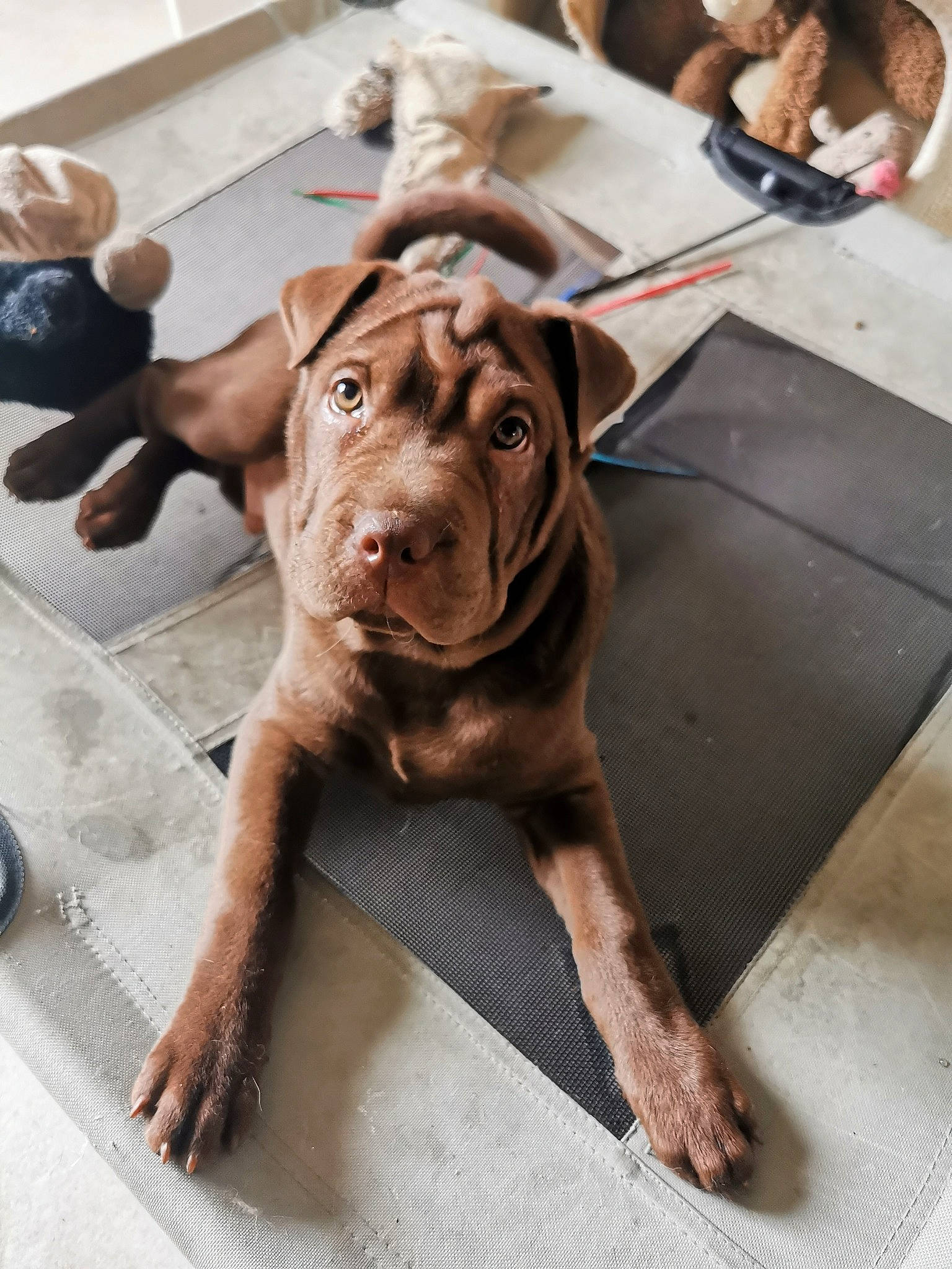 Choco a rejoint le concours — aidez-le/la à gagner de superbes lots ! art, carnivore, collar, companion_dog, dog, dog_breed, dog_collar, fawn, floor, flooring, fur, guard_dog, hat, leash, liver, snout, toy_dog, wood, working_animal, wrinkle