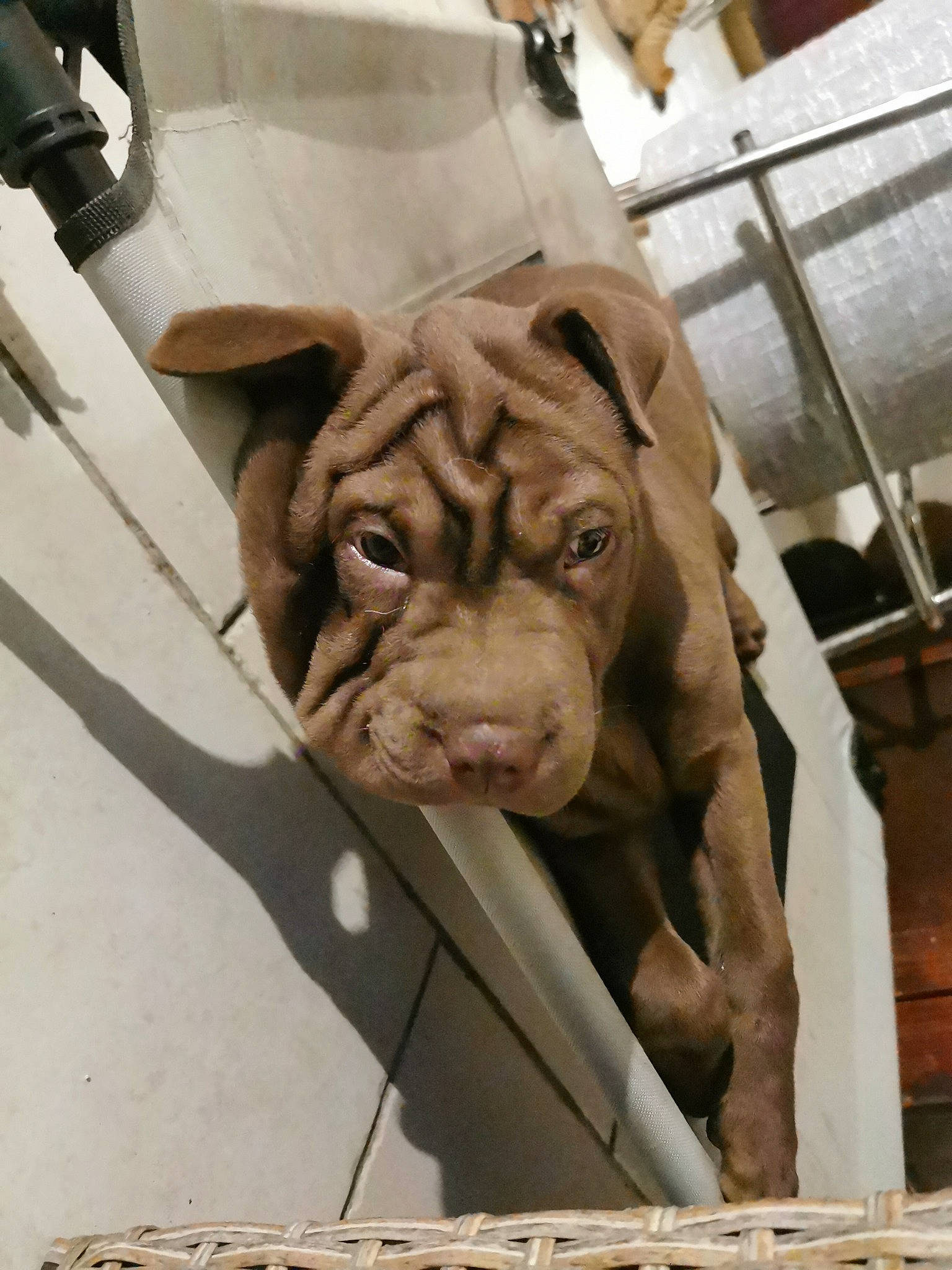 Choco participe au concours pour gagner de l'argent avec cette photo : art, artifact, big_cats, canidae, carnivore, carving, chainsaw_carving, dog_breed, fawn, felidae, fur, lion, sculpture, snout, sporting_group, terrestrial_animal, whiskers, wood, working_animal, wrinkle