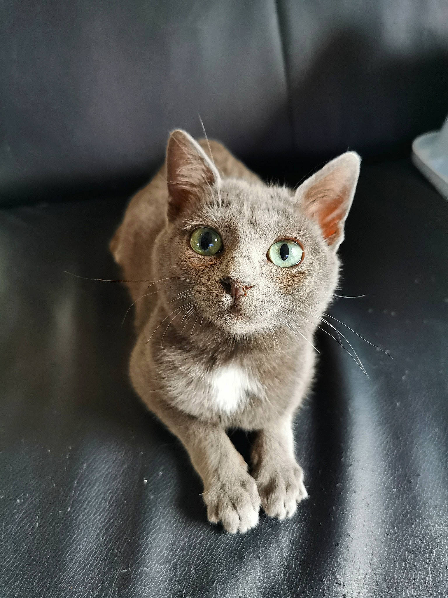 Fury a rejoint le concours — aidez-le/la à gagner de superbes lots ! carnivore, cat, claw, curious, domestic_short_haired_cat, ear, fawn, felidae, fur, paw, photo_caption, russian_blue, small_to_medium_sized_cats, snout, tail, terrestrial_animal, whiskers, wildlife, window