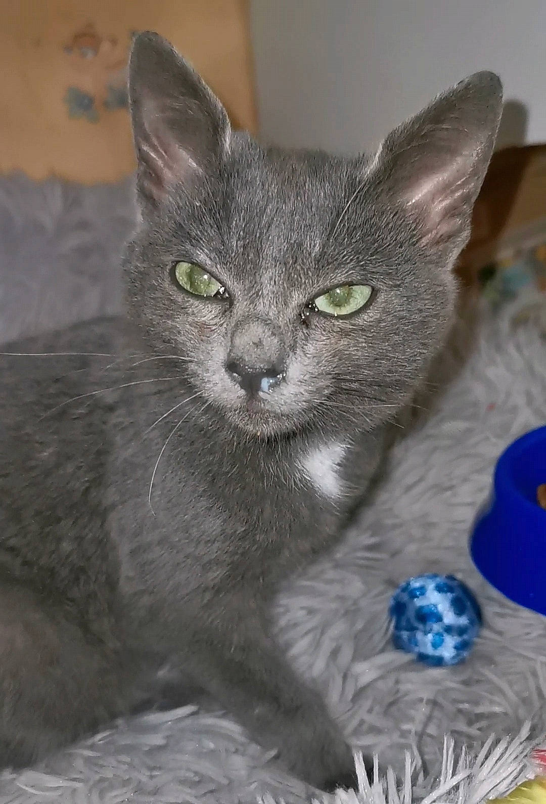 Fury participe au concours pour gagner de l'argent avec cette photo : carnivore, cat, domestic_short_haired_cat, felidae, fur, grey, russian_blue, sculpture, small_to_medium_sized_cats, snout, terrestrial_animal, whiskers, window