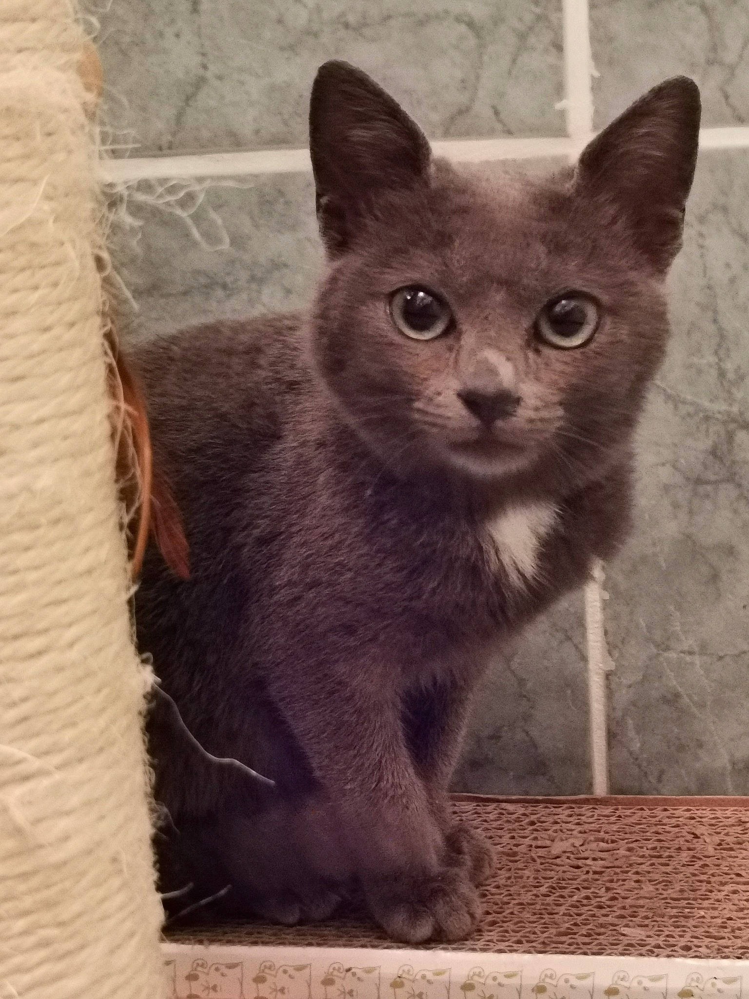 Fury a rejoint le concours — aidez-le/la à gagner de superbes lots ! carnivore, cat, domestic_short_haired_cat, felidae, fur, grey, iris, photo_caption, russian_blue, sitting, small_to_medium_sized_cats, snout, terrestrial_animal, whiskers, wildlife, window