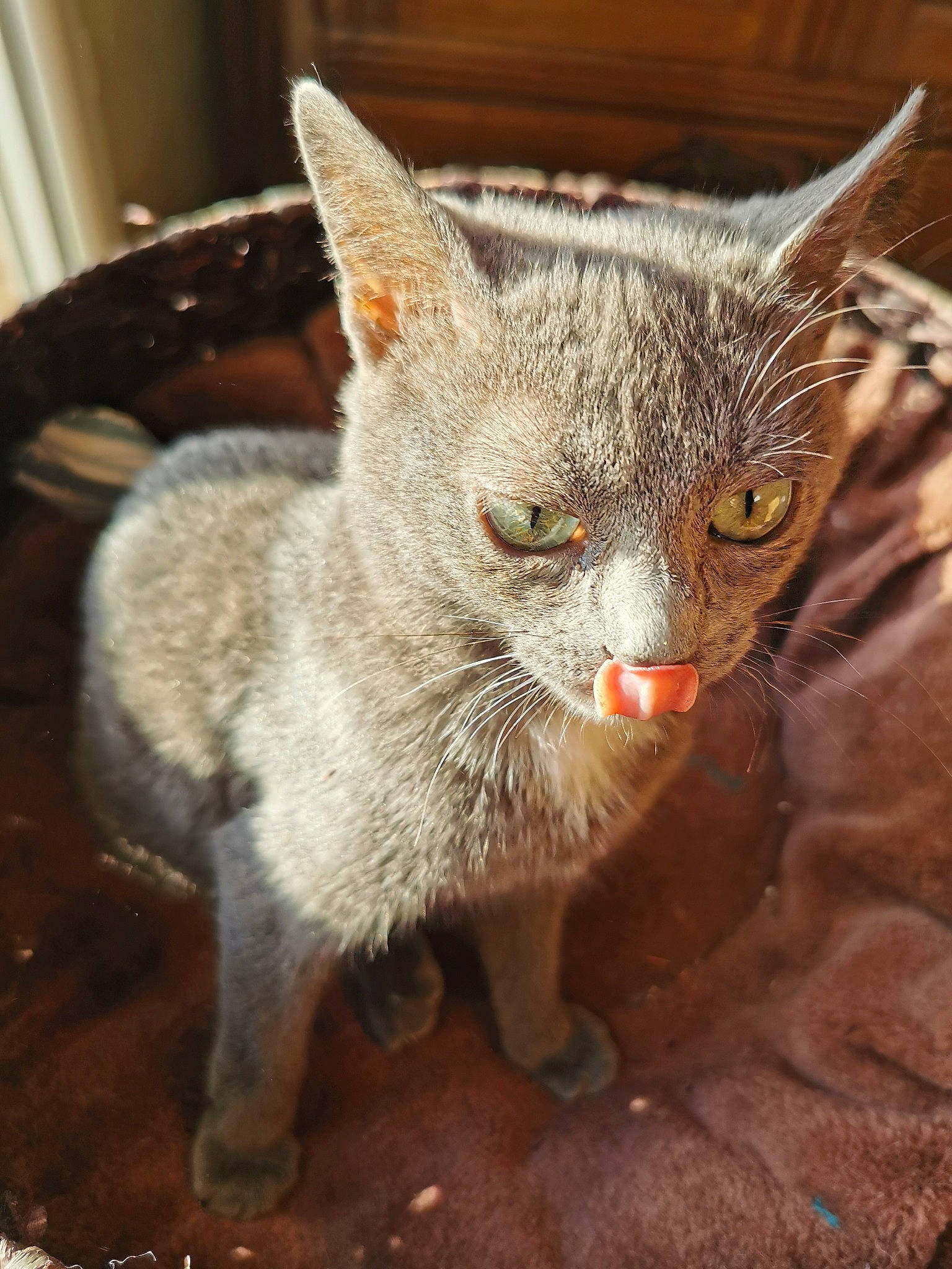 Fury a rejoint le concours — aidez-le/la à gagner de superbes lots ! carnivore, cat, cat_supply, claw, domestic_short_haired_cat, fawn, felidae, fur, organism, paw, small_to_medium_sized_cats, tail, terrestrial_animal, whiskers, window