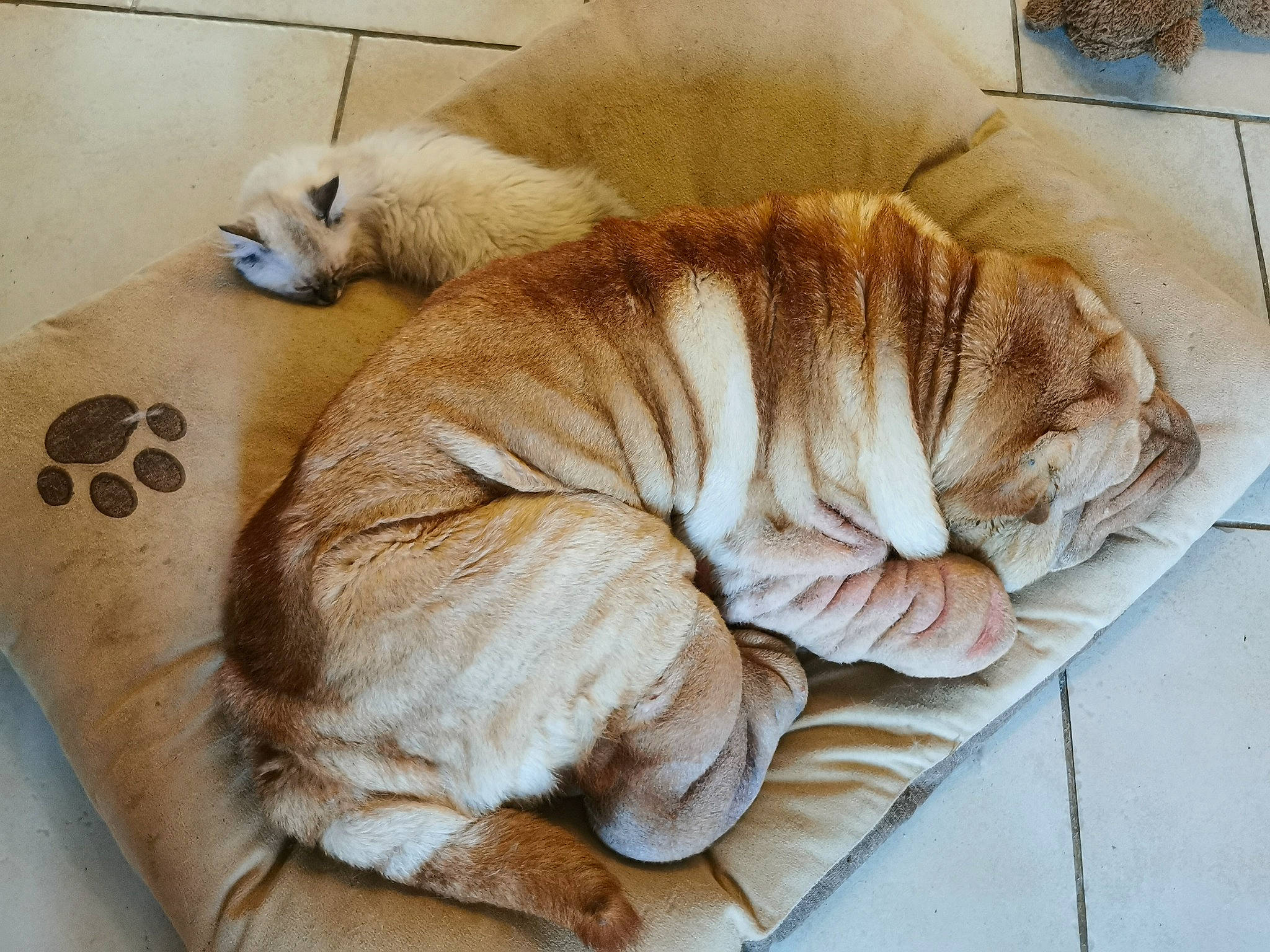 Scully participe au concours pour gagner de l'argent avec cette photo : carnivore, comfort, companion_dog, dog, dog_breed, dog_supply, fawn, felidae, fur, nap, paw, pet_supply, sleep, snout, sporting_group, tail, terrestrial_animal, whiskers, wood, wrinkle