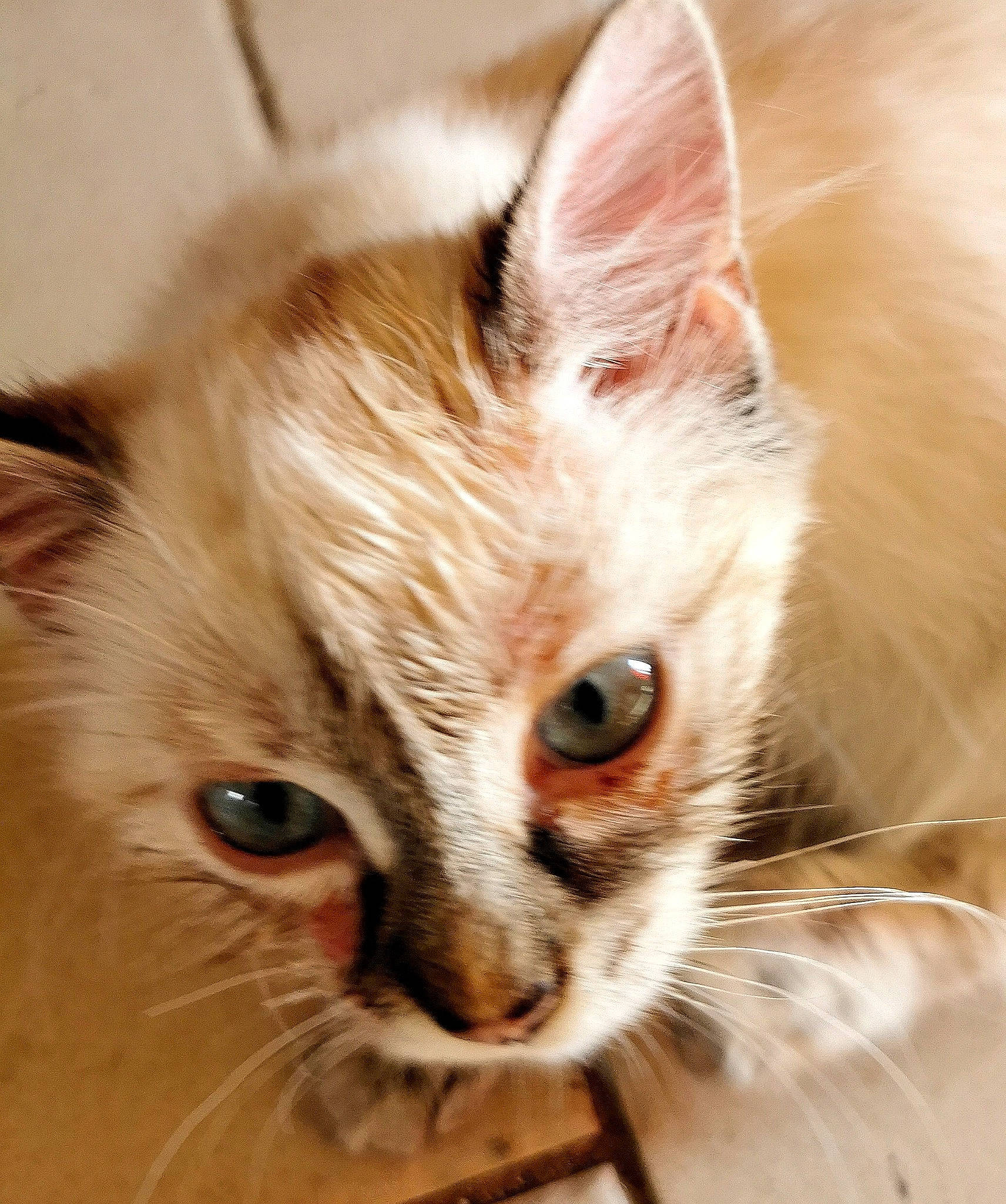 Scully participe au concours pour gagner de l'argent avec cette photo : carnivore, cat, claw, domestic_short_haired_cat, ear, eye, face, fawn, felidae, fur, hair, head, human_body, iris, paw, small_to_medium_sized_cats, snout, terrestrial_animal, whiskers, wildlife