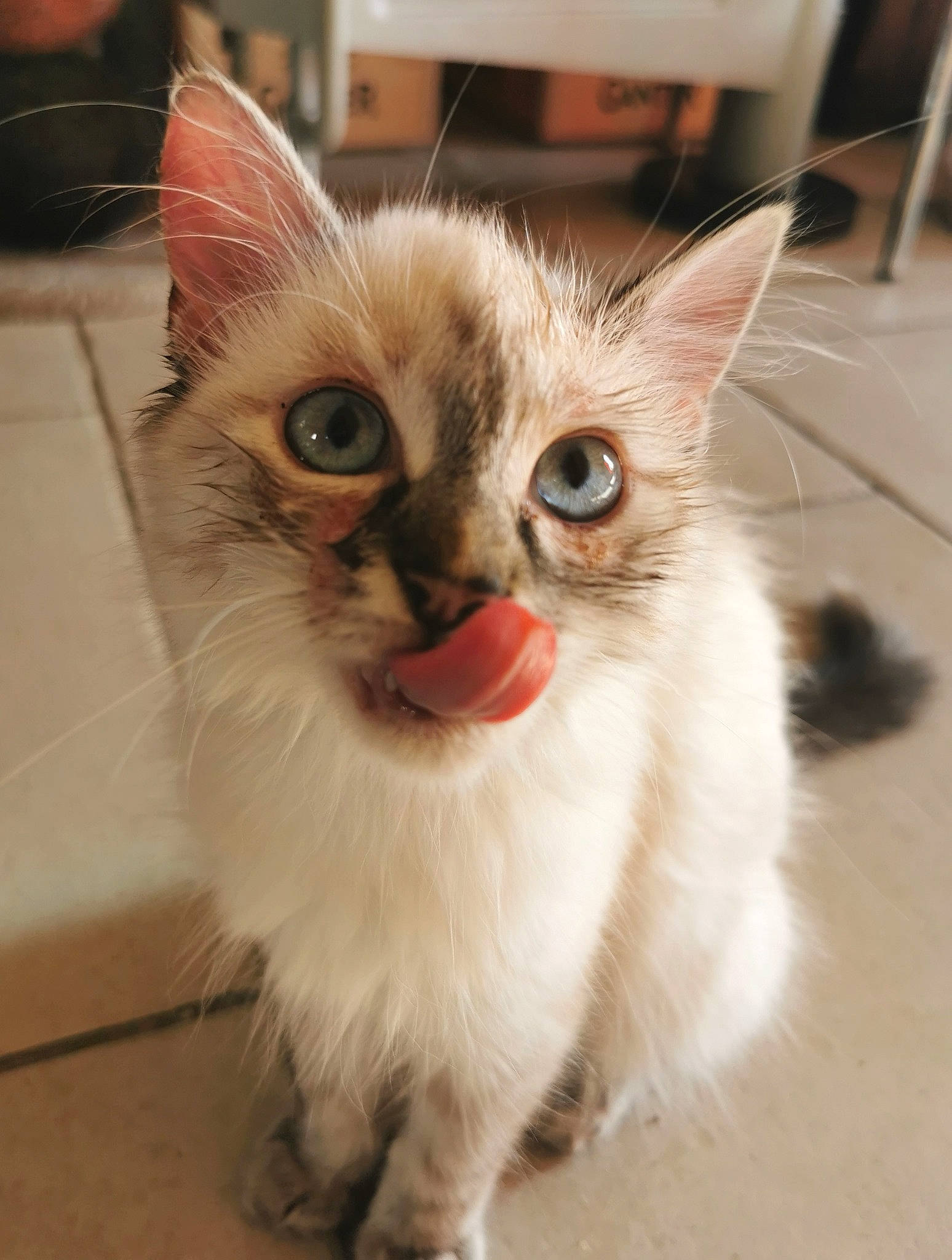 Scully a rejoint le concours — aidez-le/la à gagner de superbes lots ! carnivore, cat, claw, domestic_short_haired_cat, eye, fawn, felidae, flooring, fur, iris, paw, pet_supply, photo_caption, small_to_medium_sized_cats, snout, tail, terrestrial_animal, whiskers