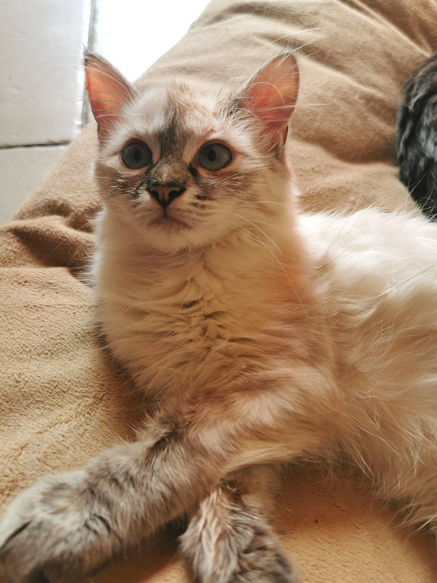 Scully participe au concours pour gagner de l'argent avec cette photo : carnivore, cat, claw, close_up, comfort, domestic_short_haired_cat, eye, fawn, felidae, fur, iris, paw, small_to_medium_sized_cats, snout, tail, terrestrial_animal, whiskers, wildlife