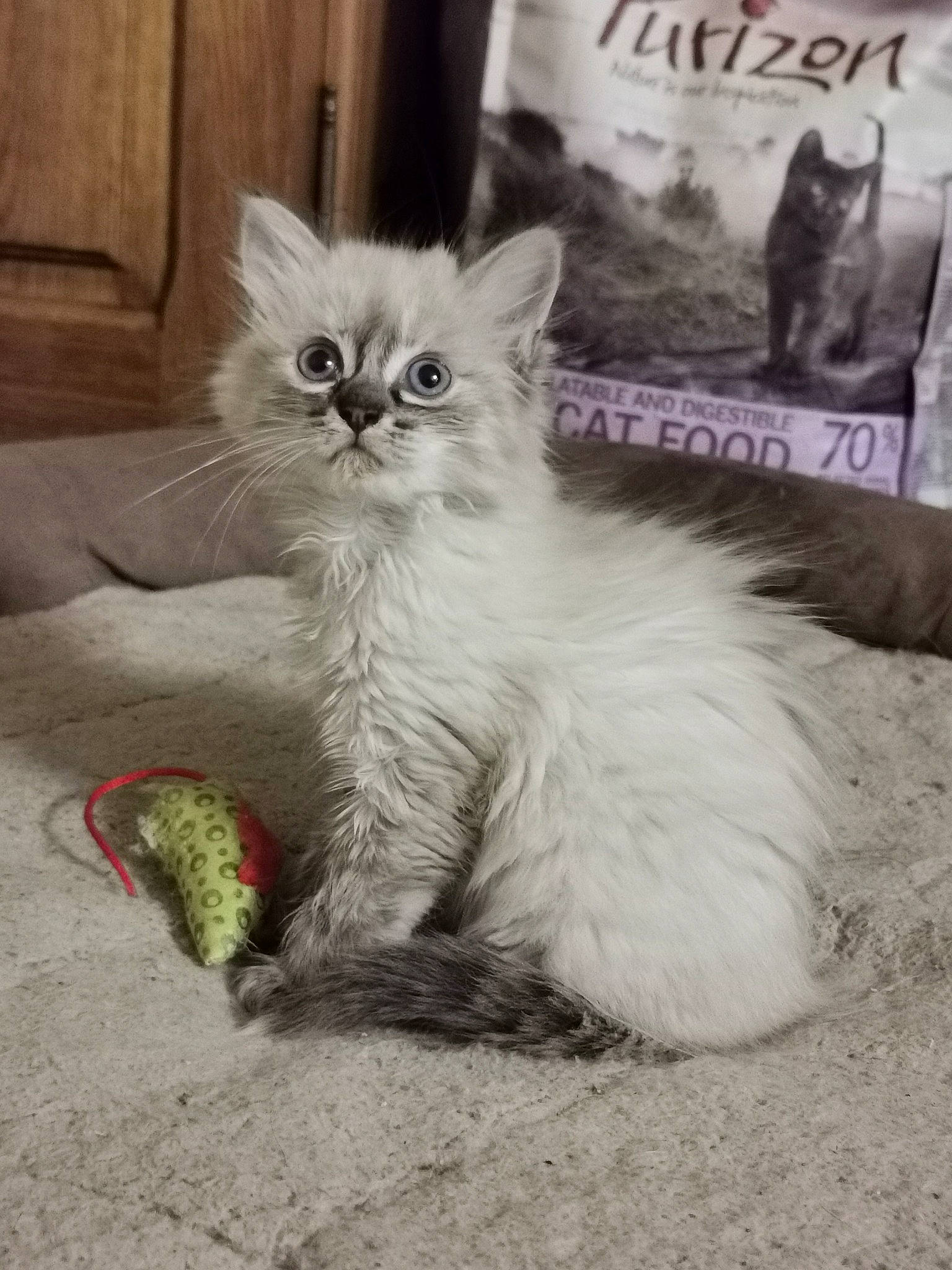 Scully a rejoint le concours — aidez-le/la à gagner de superbes lots ! british_longhair, carnivore, cat, claw, comfort, domestic_short_haired_cat, felidae, fur, grey, iris, paw, photo_caption, sitting, small_to_medium_sized_cats, snout, tail, terrestrial_animal, whiskers, window