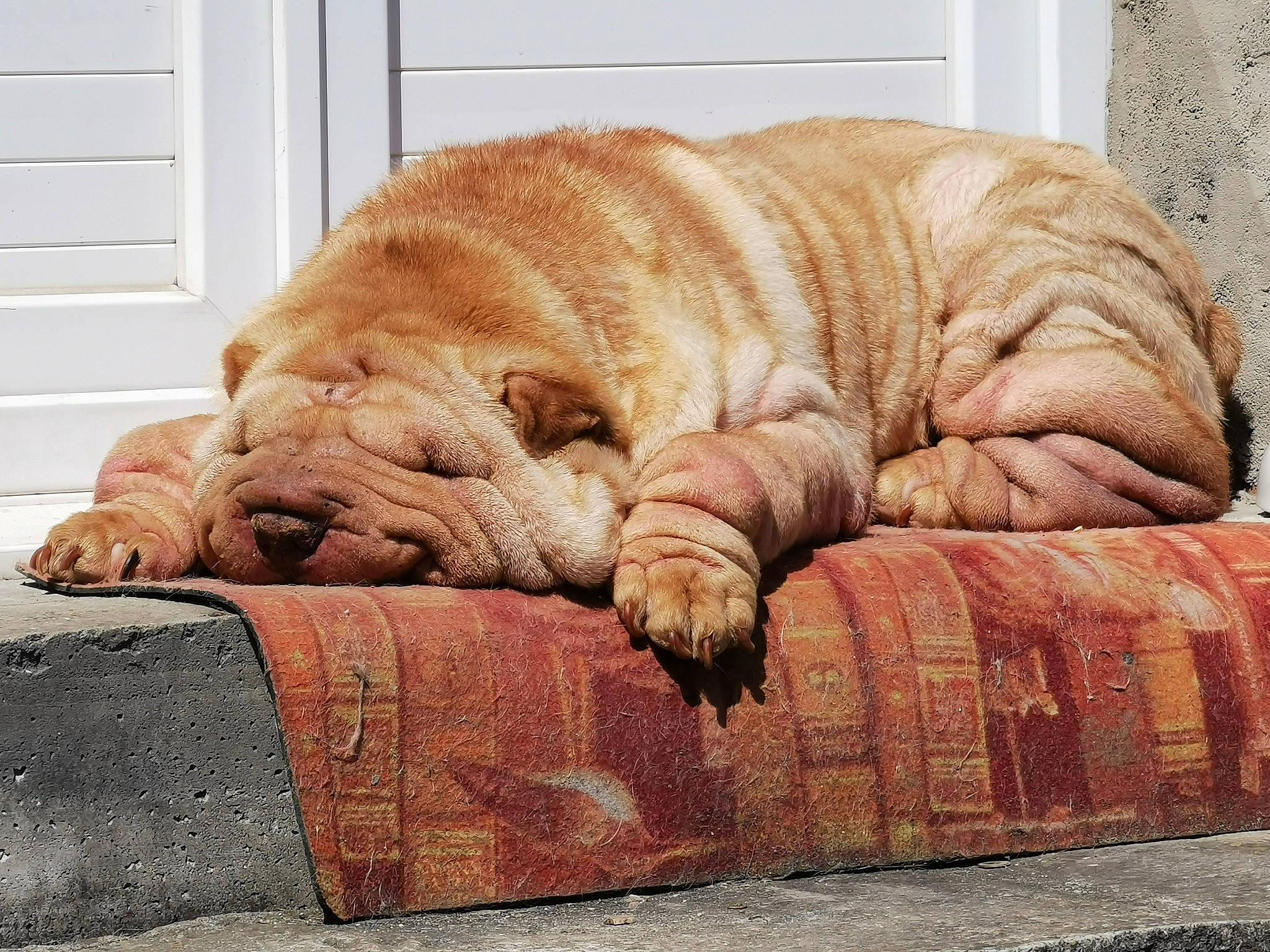 Gordi participe au concours pour gagner de l'argent avec cette photo : carnivore, comfort, companion_dog, dog, dog_breed, door, fawn, felidae, flooring, fur, home_door, liver, nap, ori_pei, shar_pei, snout, sporting_group, terrestrial_animal, wood, wrinkle