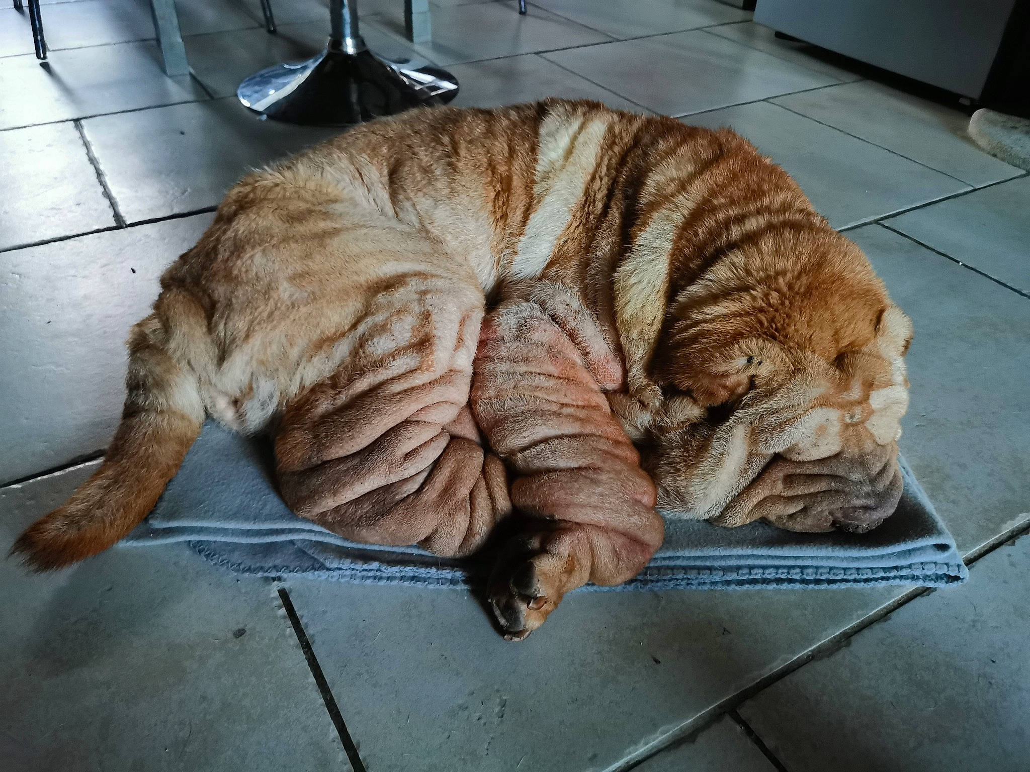 Gordi participe au concours pour gagner de l'argent avec cette photo : carnivore, cat, claw, comfort, domestic_short_haired_cat, fawn, felidae, flooring, fur, hardwood, nap, paw, sleep, small_to_medium_sized_cats, sporting_group, tableware, tail, terrestrial_animal, whiskers, wood