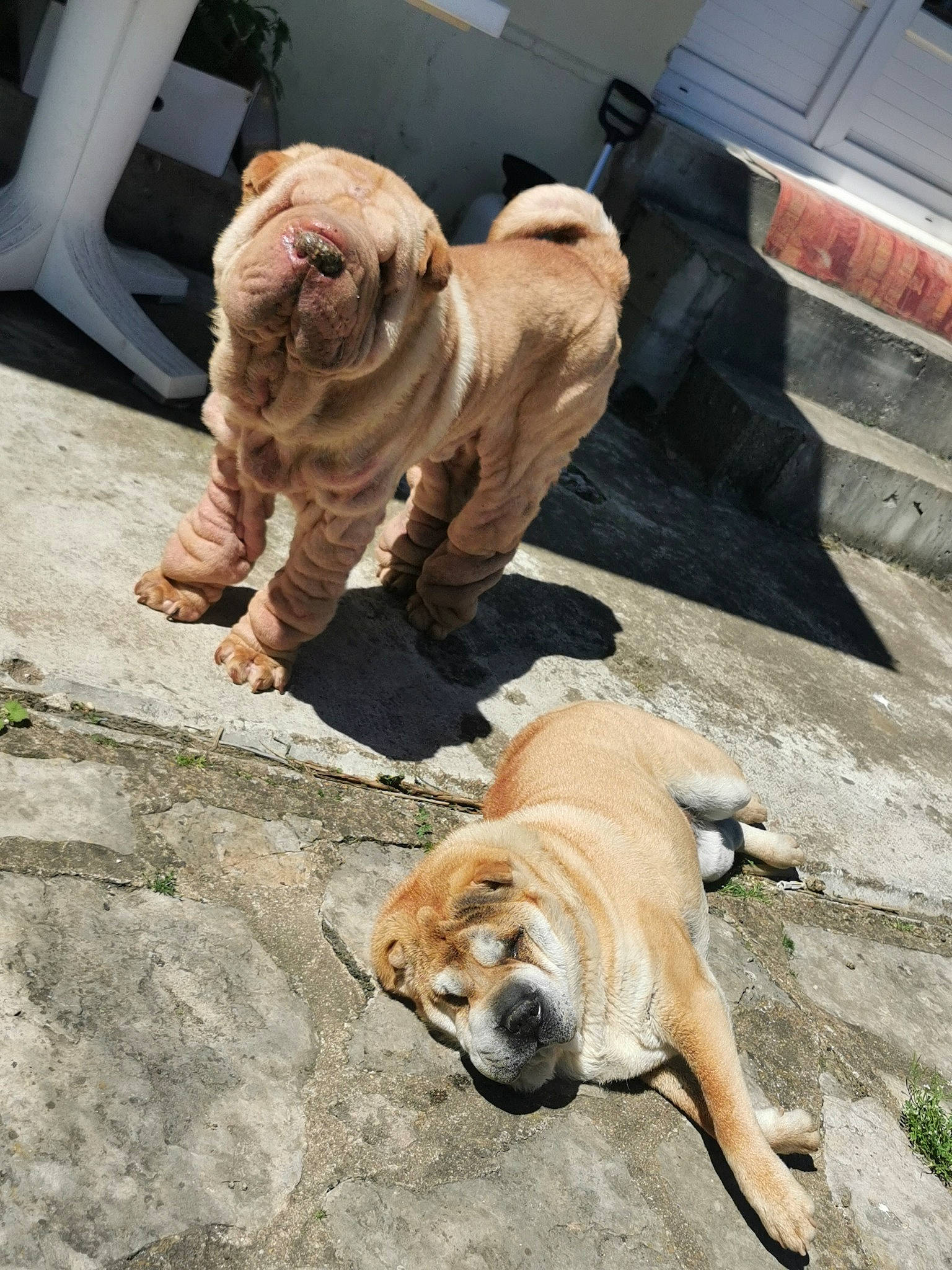 Gordi a rejoint le concours — aidez-le/la à gagner de superbes lots ! canidae, carnivore, companion_dog, dog, dog_breed, fawn, felidae, fur, liver, mammal, shar_pei, snout, sporting_group, tail, terrestrial_animal, vertebrate, whiskers, wildlife, wood, wrinkle