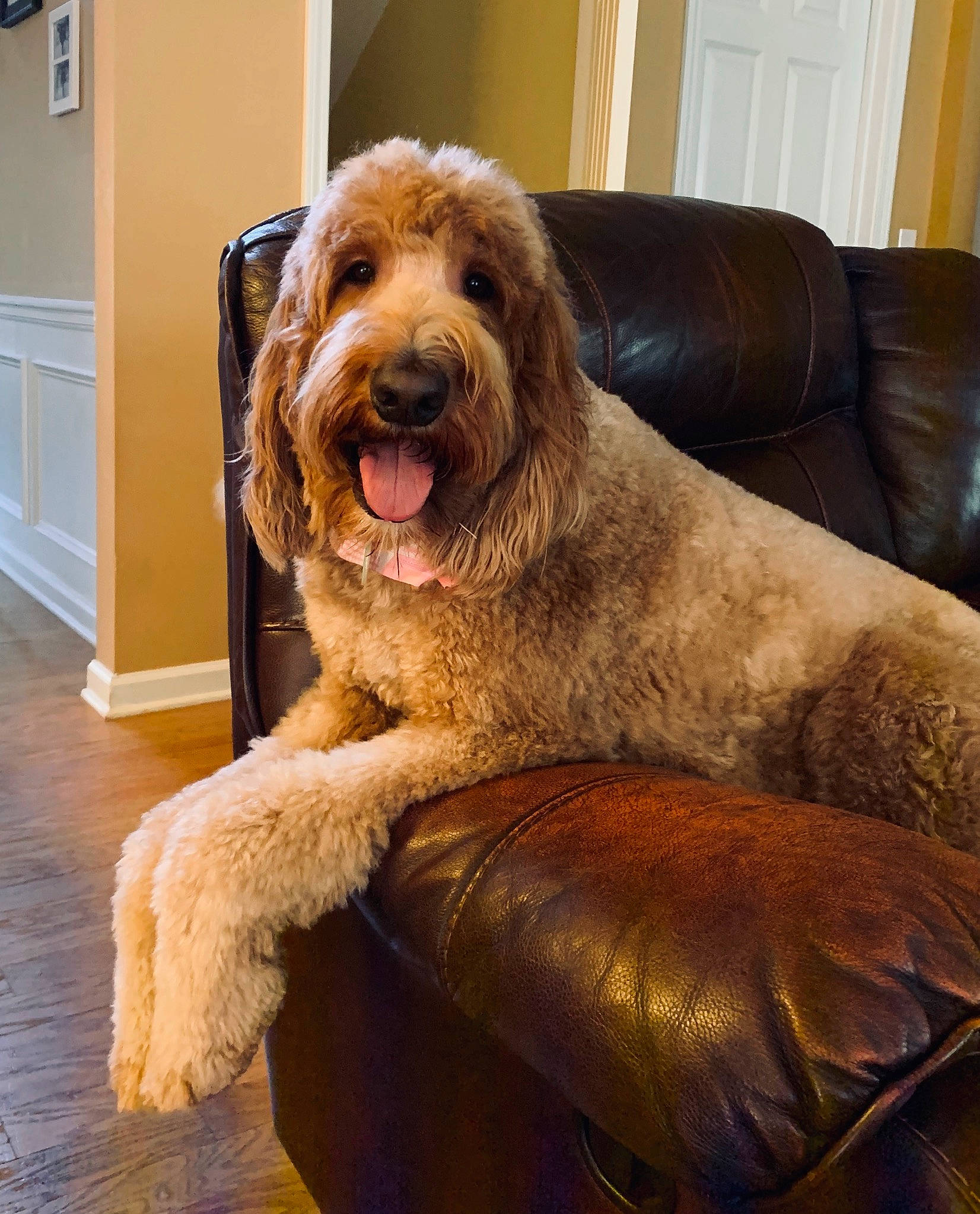 Tonka joined the competition — help win amazing prizes! basset_fauve_de_bretagne, canidae, carnivore, cockapoo, companion_dog, dog, dog_breed, goldendoodle, irish_soft_coated_wheaten_terrier, labradoodle, mammal, otterhound, poodle_crossbreed, rare_breed_dog, spaniel, spinone_italiano, sporting_group, styrian_coarse_haired_hound, terrier, vertebrate