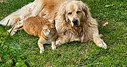 Heros participe au concours pour gagner de l'argent avec cette photo : dog, golden_retriever, cat, ginger_cat, grass, garden, leafy_plants, outdoor, pets, animal, friendship, lying_down, sunlight, nature, cute, furry, companion, relaxed, domestic_animal, mammal