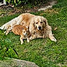 dog, golden_retriever, cat, ginger_cat, grass, garden, leafy_plants, outdoor, pets, animal, friendship, lying_down, sunlight, nature, cute, furry, companion, relaxed, domestic_animal, mammal