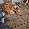 Heros a rejoint le concours — aidez-le/la à gagner de superbes lots ! dog, cat, pet_bed, orange_tabby, golden_dog, indoor, tile_floor, stuffed_toys, plush_bed, furry, relaxed, cozy, animal, companion, resting, cute, domestic, friendship, warm_colors, home