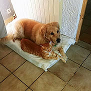 Heros participe au concours pour gagner de l'argent avec cette photo : dog, cat, golden_retriever, orange_tabby, pets, animal, floor, tile_floor, cushion, indoor, cozy, snuggling, companions, resting, furry, domestic, cute, relaxed, home, friendship