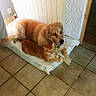dog, cat, golden_retriever, orange_tabby, pets, animal, floor, tile_floor, cushion, indoor, cozy, snuggling, companions, resting, furry, domestic, cute, relaxed, home, friendship