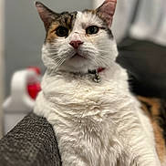 Ginger joined the competition — help win amazing prizes! alert, animal, calico, cat, closeup, collar, couch, domestic_animal, feline, fluffy, fur, household, indoor, mammal, pet, portrait, relaxing, seated, tabby, whiskers