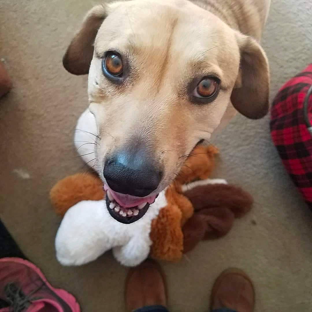 Greta is registered to the contest to win money with this photo: beige, brown, canidae, carnivore, companion_dog, dog, dog_breed, fawn, plaid, shoe, snout, sporting_group, tan, tartan, tongue, tooth, vertebrate, walking_shoe, whiskers, working_animal