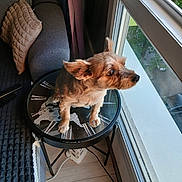 Bebe a rejoint le concours — aidez-le/la à gagner de superbes lots ! animal, clock_design, couch, cozy, curious, cushion, daylight, dog, floor, furniture, glass_top_table, indoor, living_room, looking_out, pet, remote_control, small_dog, table, window, wooden_floor