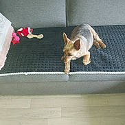 Bebe participe au concours pour gagner de l'argent avec cette photo : animal, blanket, canine, couch, cozy, dog, ears, floor, furniture, home, indoor, paw, pet, plush_toy, relaxing, resting, sitting, small_dog, toy, wood_floor