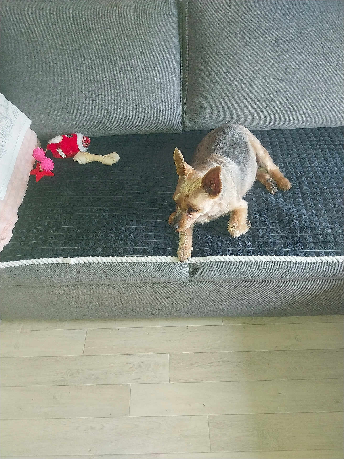 Bebe participe au concours pour gagner de l'argent avec cette photo : animal, blanket, canine, couch, cozy, dog, ears, floor, furniture, home, indoor, paw, pet, plush_toy, relaxing, resting, sitting, small_dog, toy, wood_floor